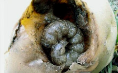 阿维菌素应用图4