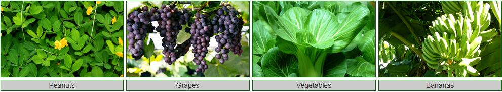 吡唑醚菌酯虫害图