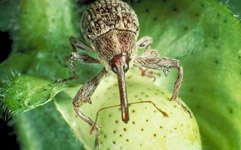 阿维菌素应用图