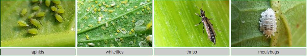 噻虫嗪虫害图